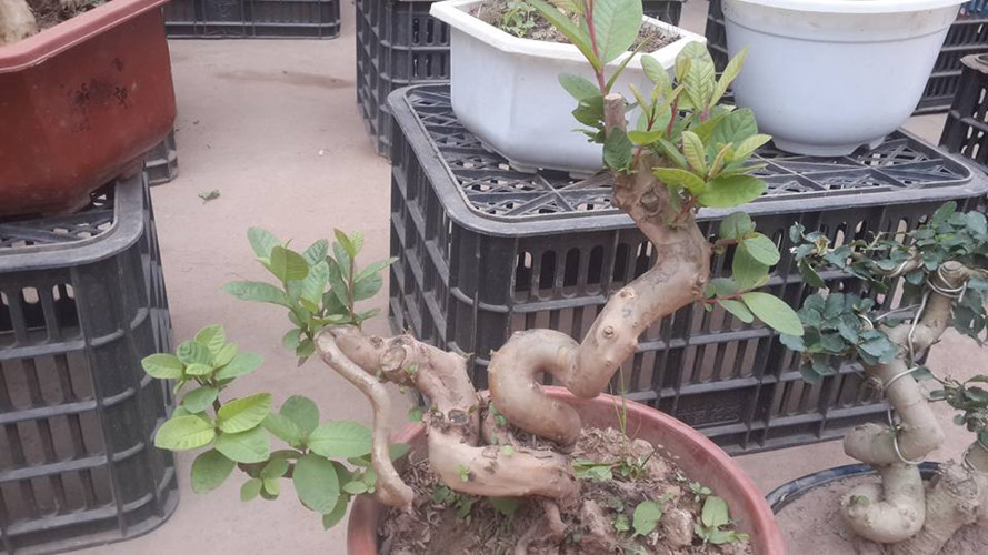 Ngắm ổi bonsai dáng thế siêu đẹp chơi Tết 2018